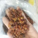کشمش آفتابی
